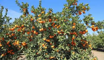 A tangerine tree loaded with ripe fruit under a clear blue sky.