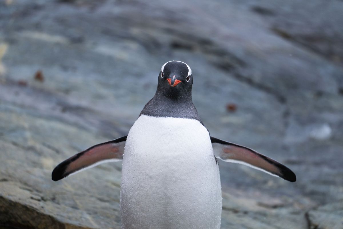 A gentoo penguin.