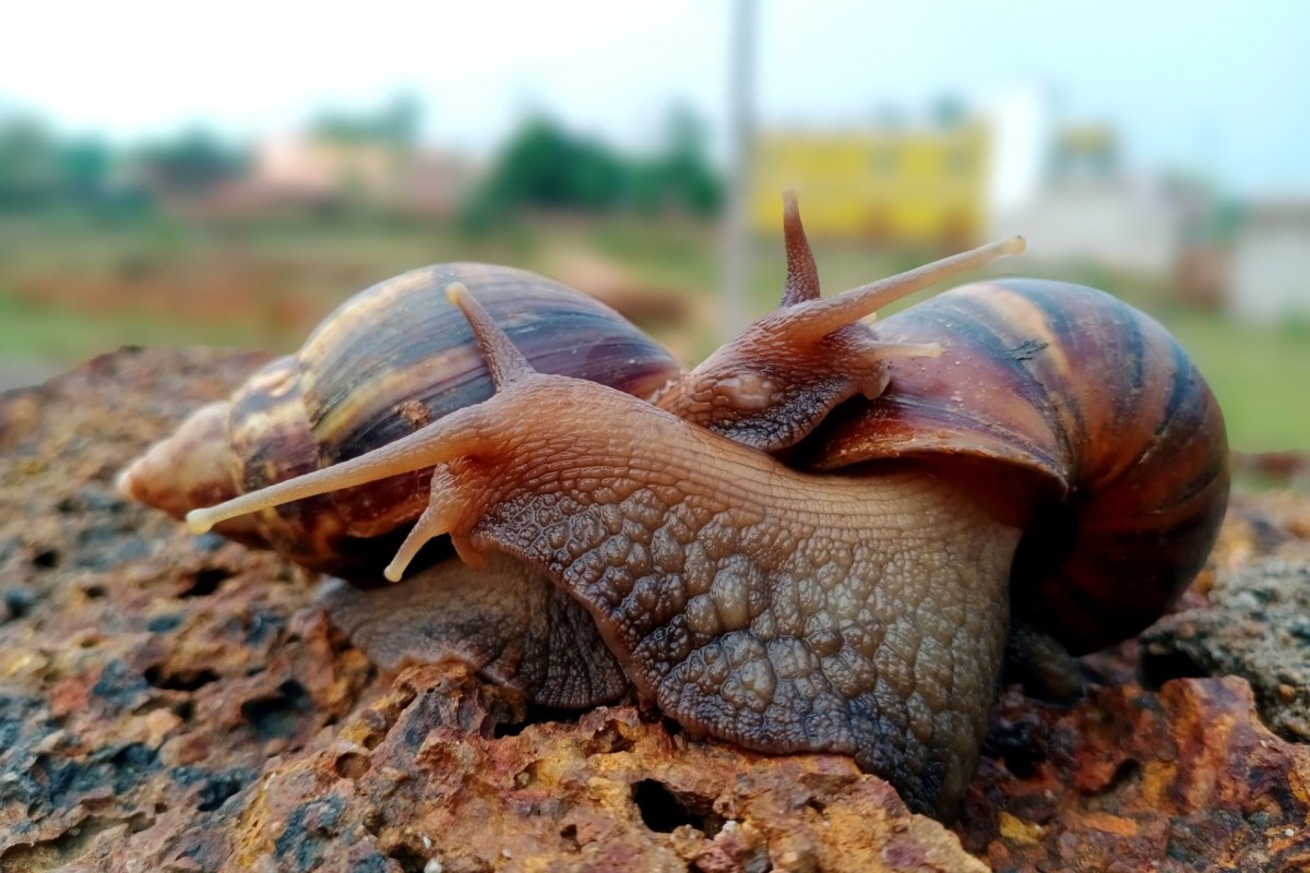 Two giant African snails.