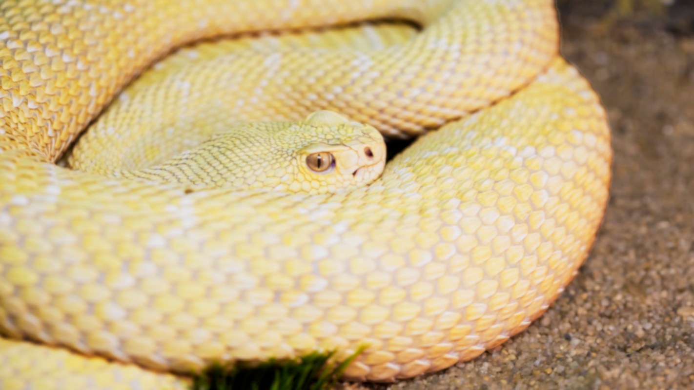 A yellow snake coiled on the ground.