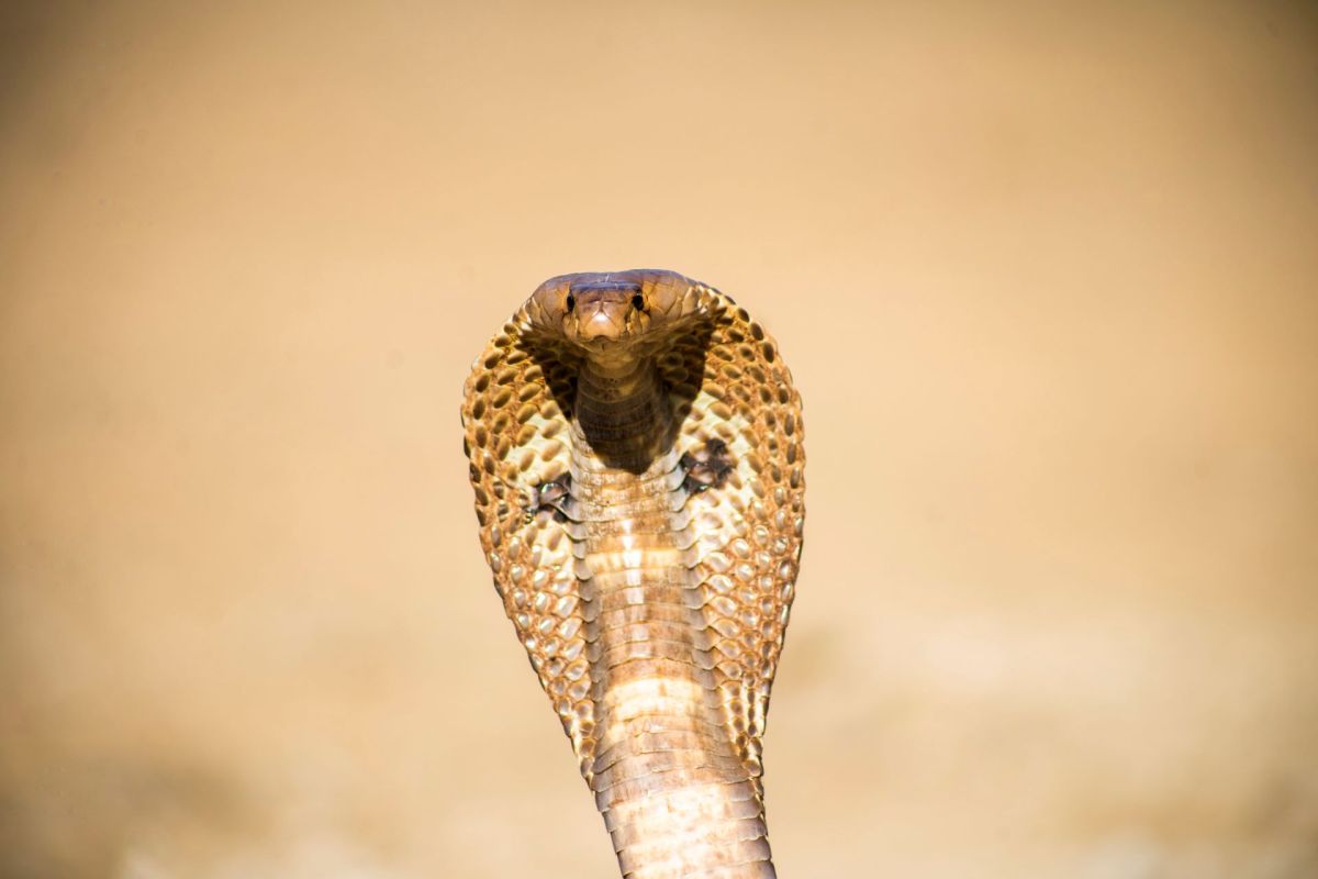 A cobra with its hood expanded against a blurred background.