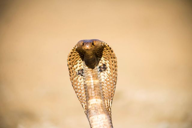 A cobra with its hood expanded against a blurred background.