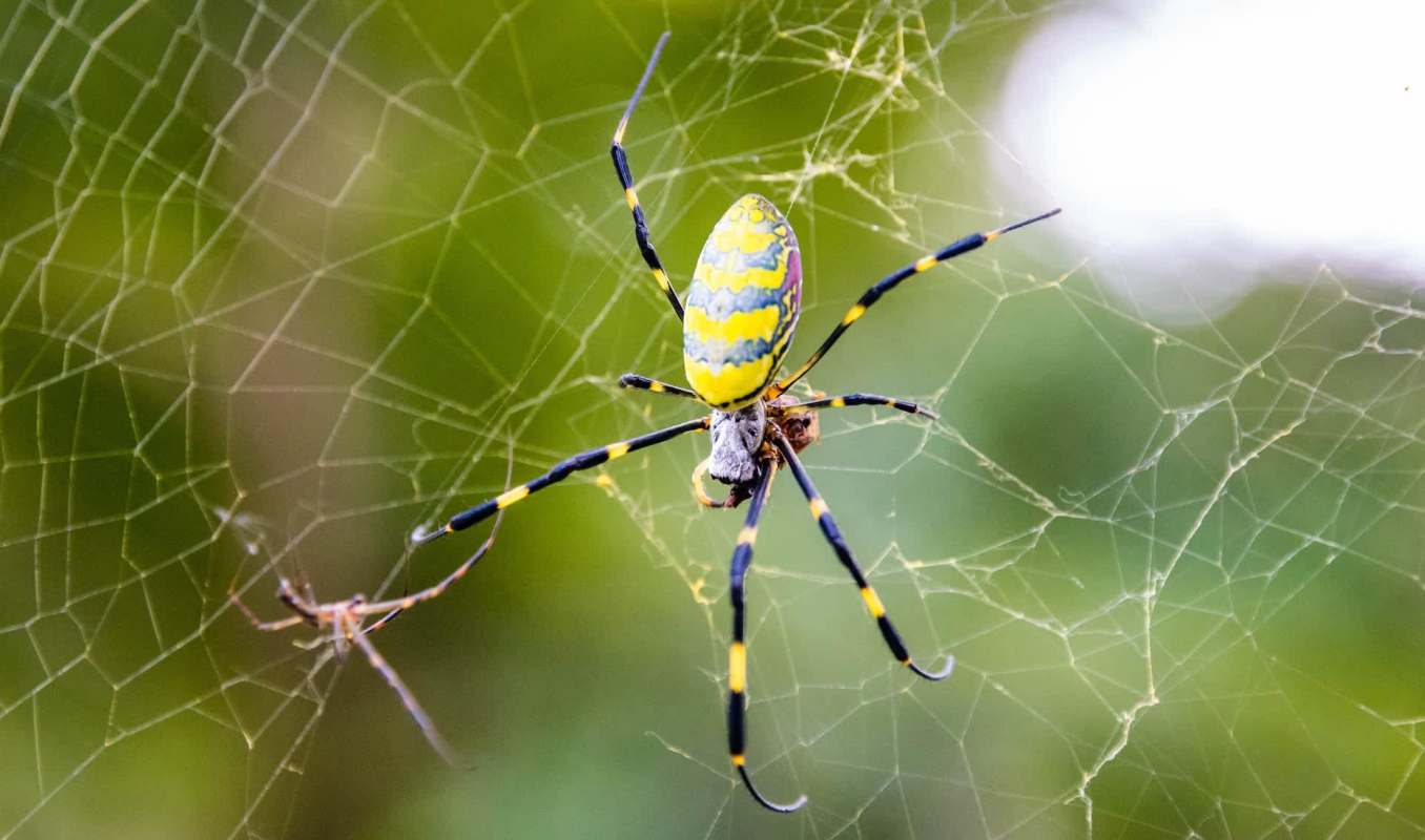 A Joro spider with a yellow and black pattern sits on its web.