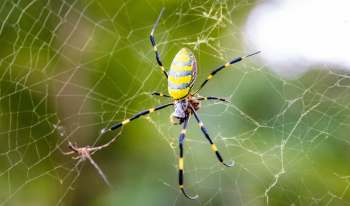 A Joro spider with a yellow and black pattern sits on its web.