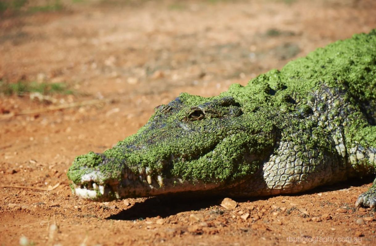 A crocodile covered in green moss rests on the ground.