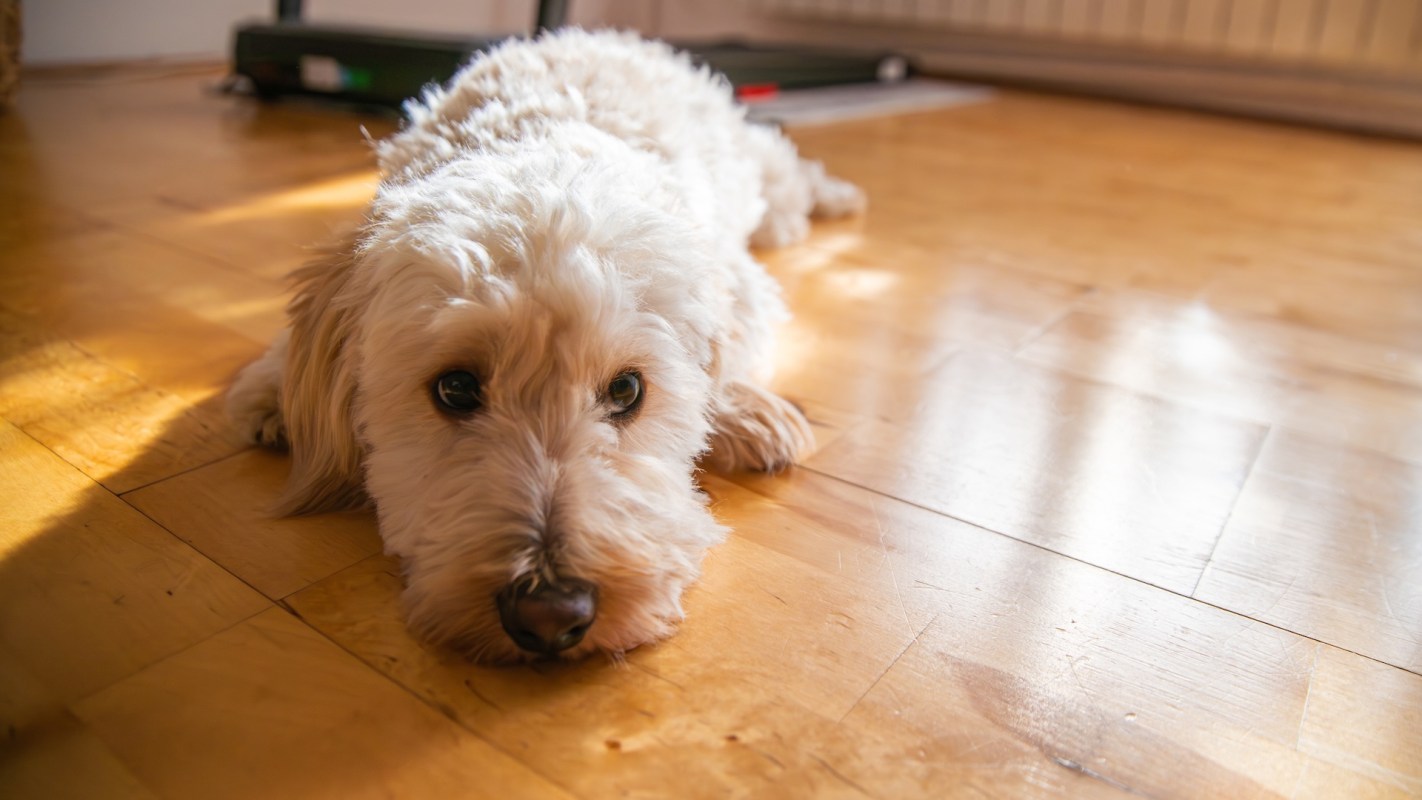 A dog lying on a wooden floor in a well-lit indoor space.