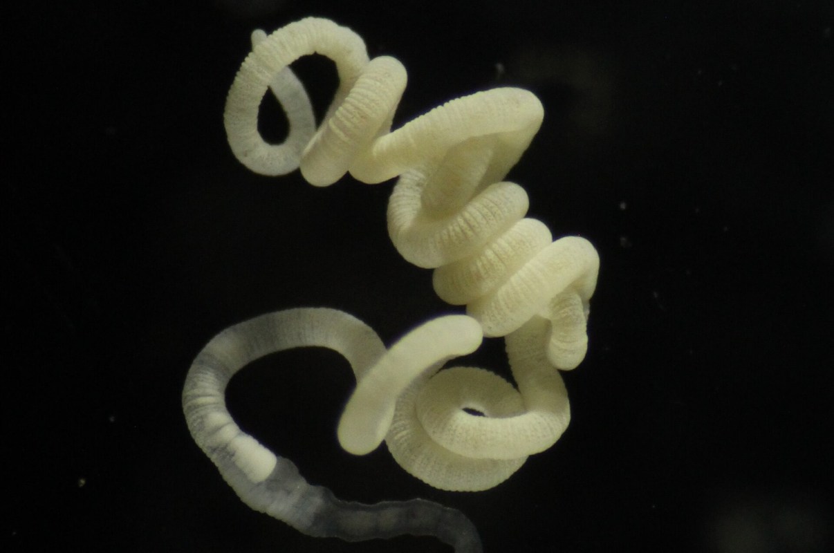 A pale, coiled worm with a soft, segmented body against a dark background.