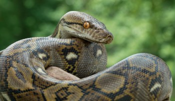 A python resting on a surface with a blurred green background.