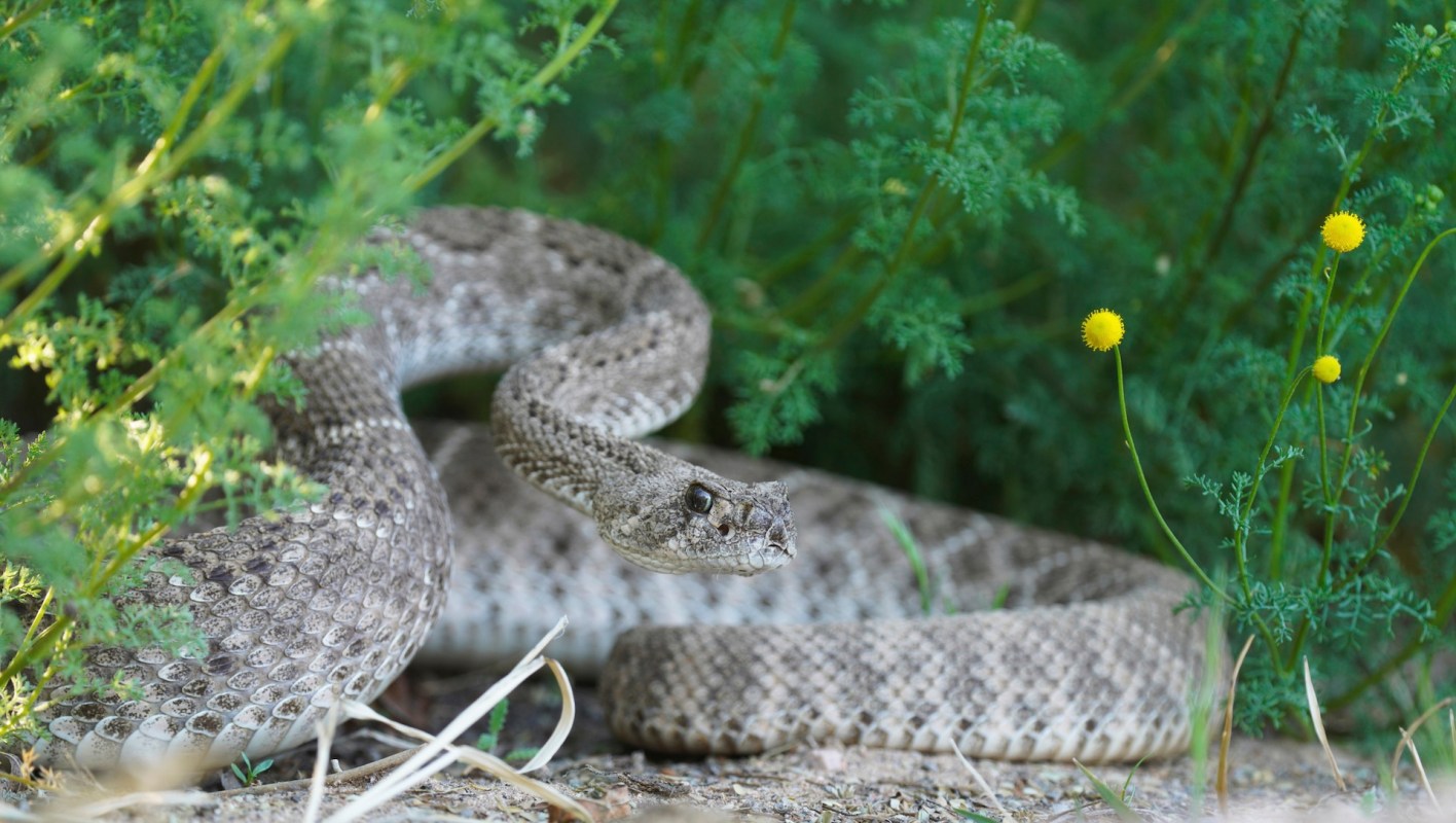 A snake is coiled among green plants and yellow flowers.