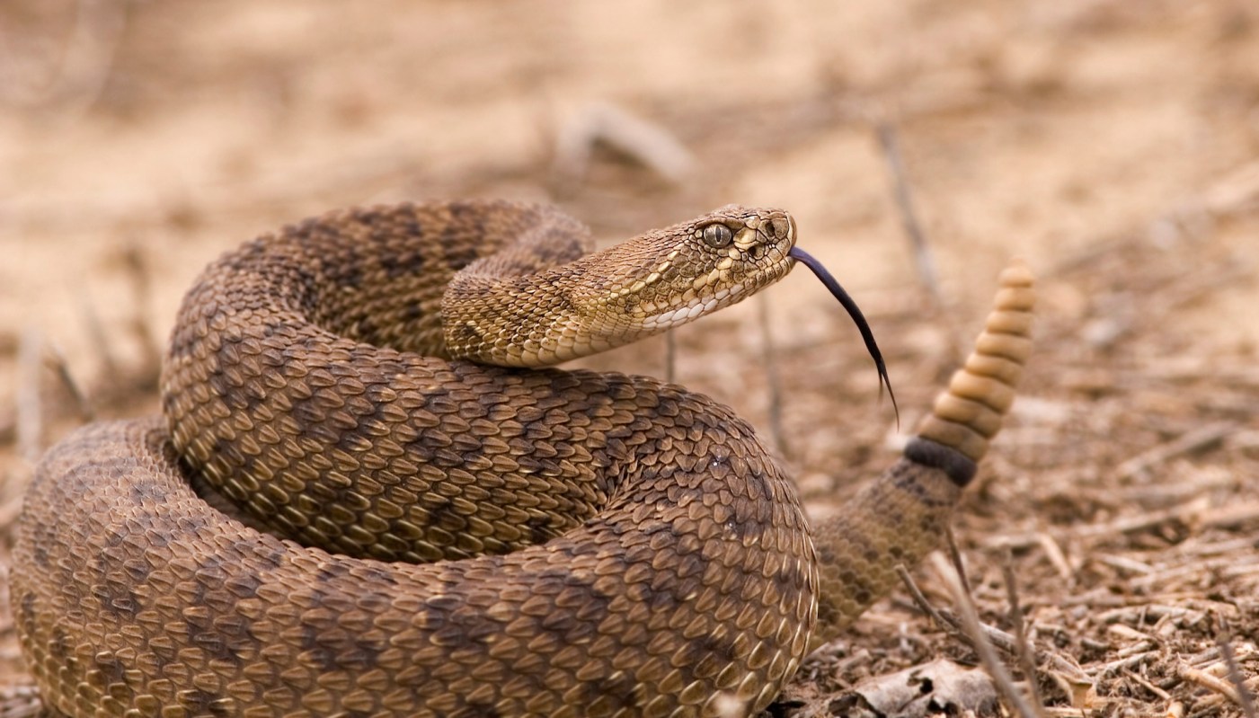 A coiled snake with a forked tongue on a dry, textured surface.