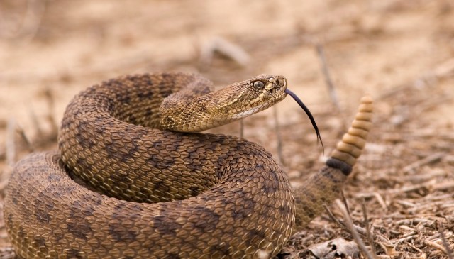 A coiled snake with a forked tongue on a dry, textured surface.