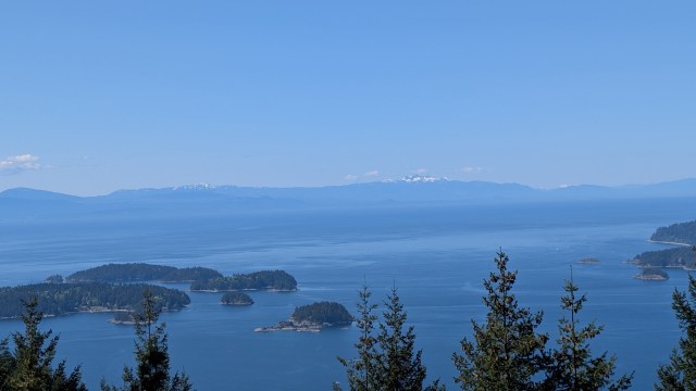 A species new to science, tiny sea spiders suck jellyfish dry in Canada's Salish Sea
