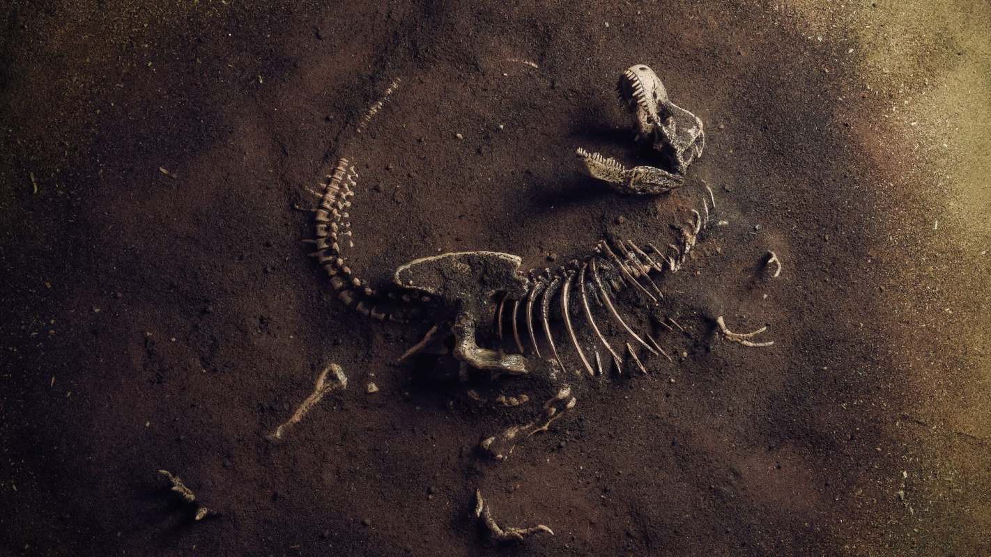 A dinosaur skeleton partially embedded in dark soil.