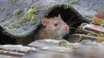 A rat peeks out from under a moss-covered roof tile among damp stones.