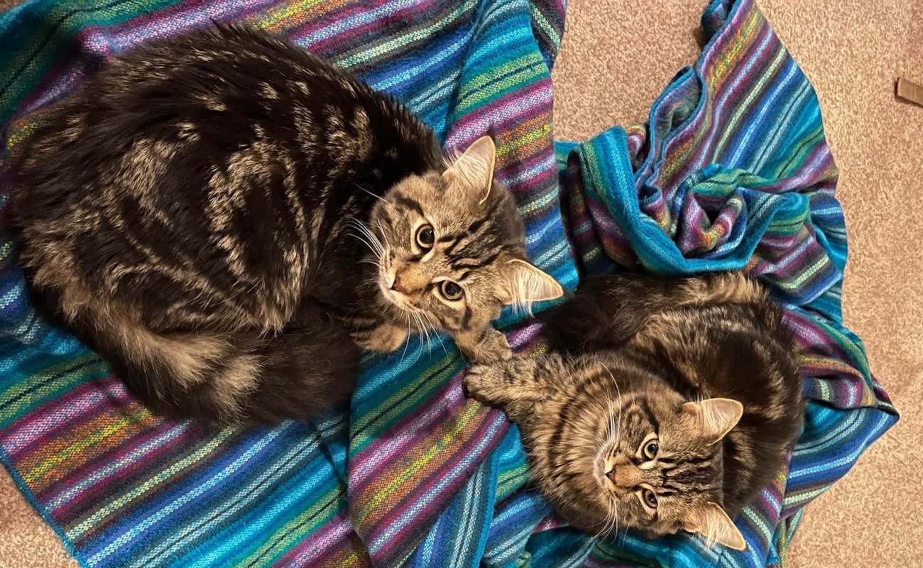 Two cats lie on a colorful striped blanket.
