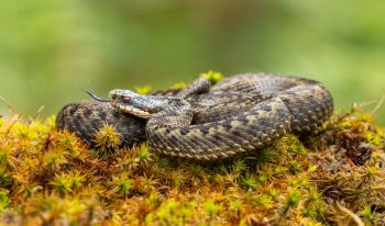 An adder.