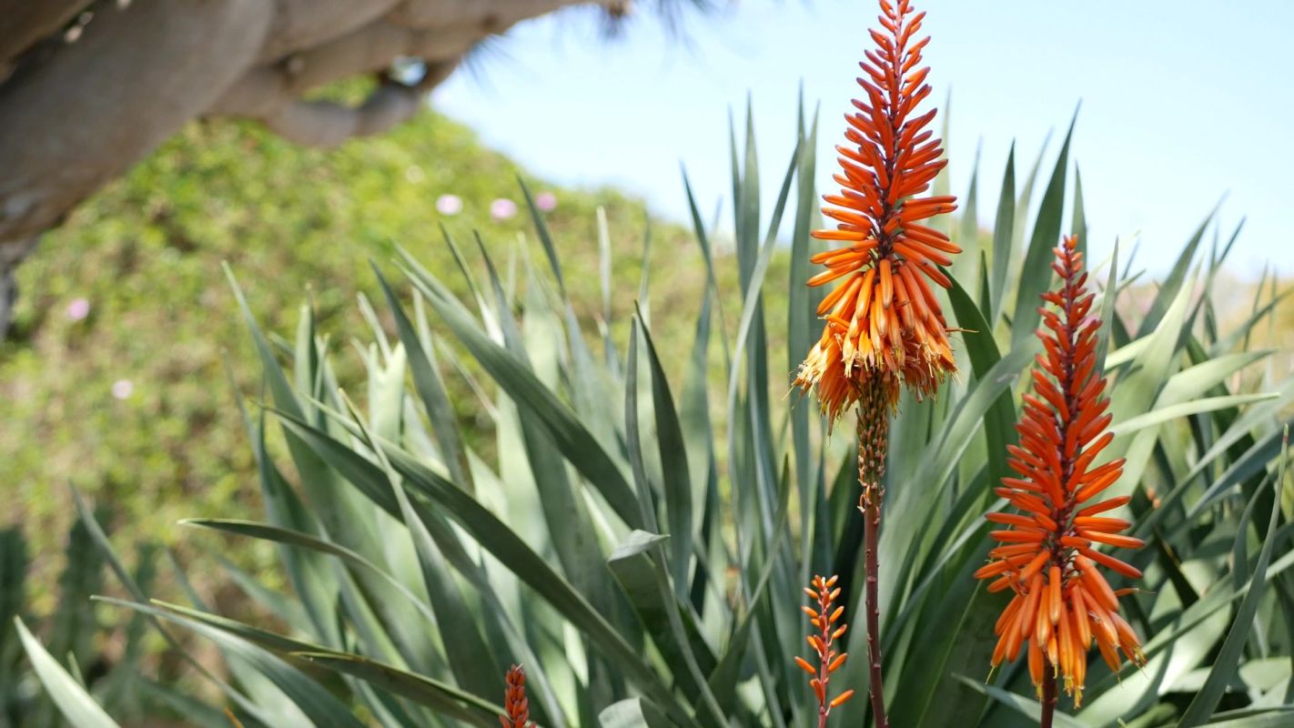 An agave plant.