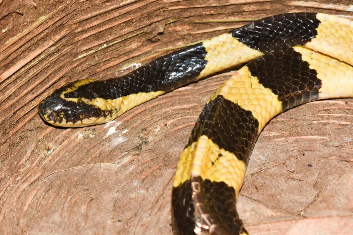 A snake with black and yellow patterns on a wooden surface.