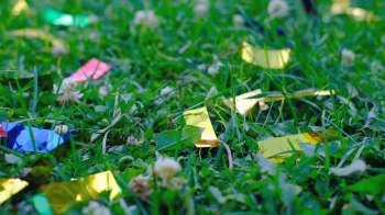 Colorful pieces of reflective material scattered on grass with small white flowers.