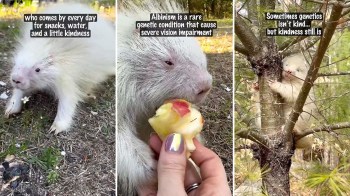 A white porcupine forages for food outside and is seen eating an apple.