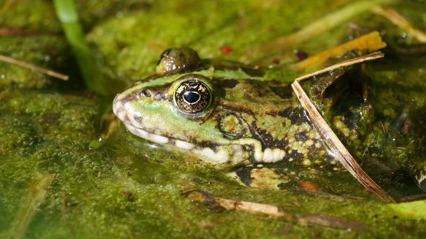 A frog resting on green algae in shallow water surrounded by grass and twigs.