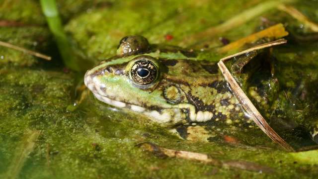 A frog resting on green algae in shallow water surrounded by grass and twigs.