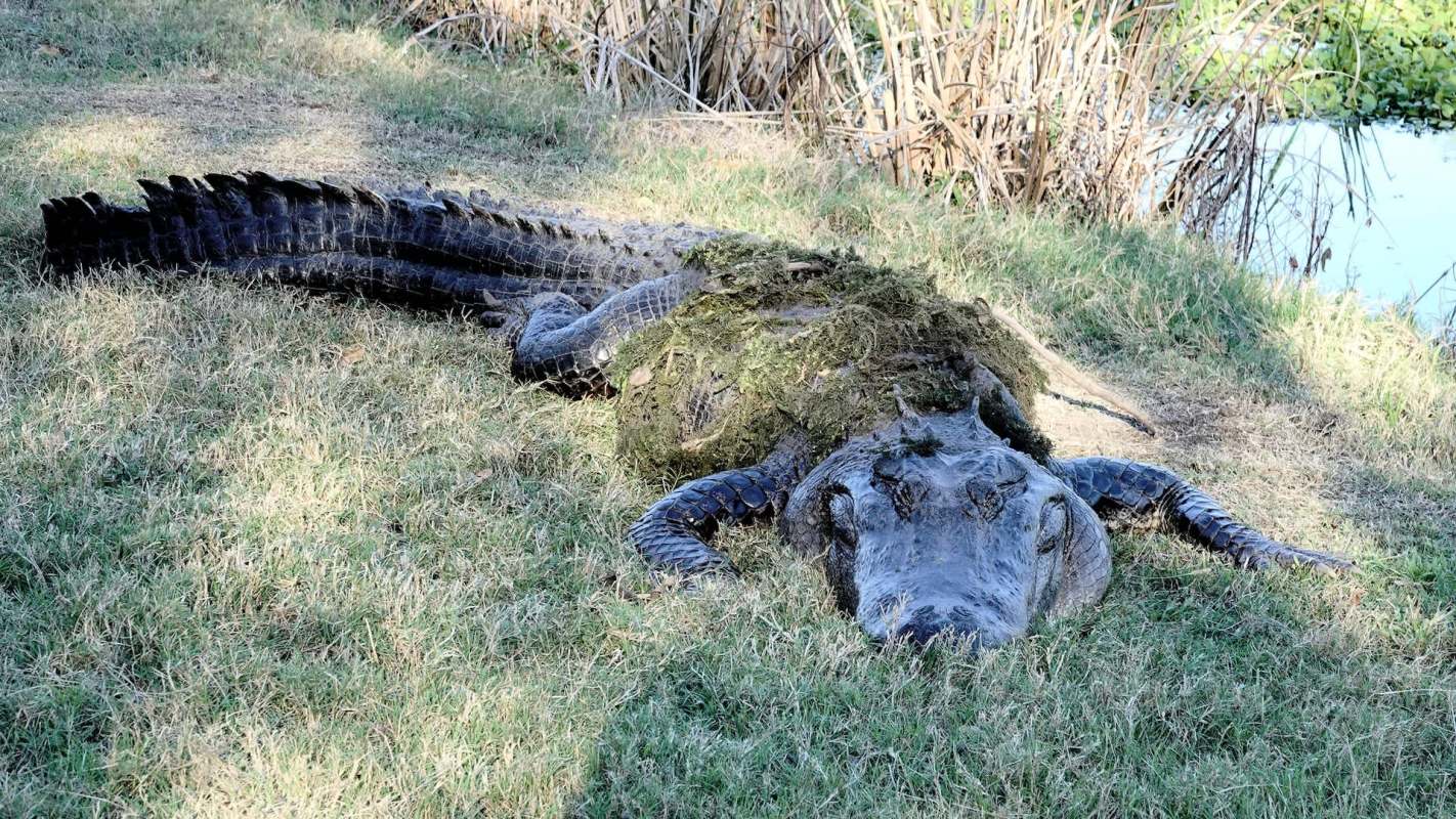 An alligator resting on grass near a body of water, partially covered in moss.