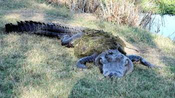 An alligator resting on grass near a body of water, partially covered in moss.