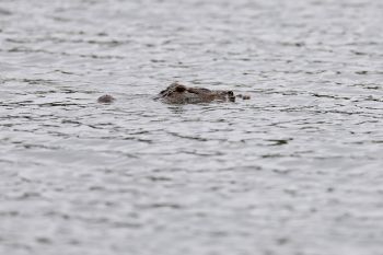 An alligator floats in a body of water in South Carolina
