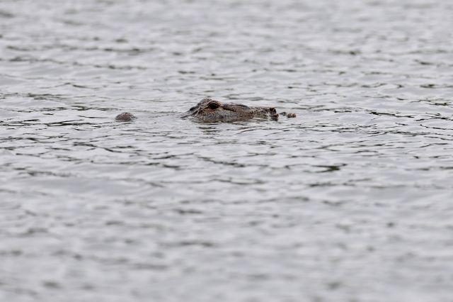 An alligator floats in a body of water in South Carolina