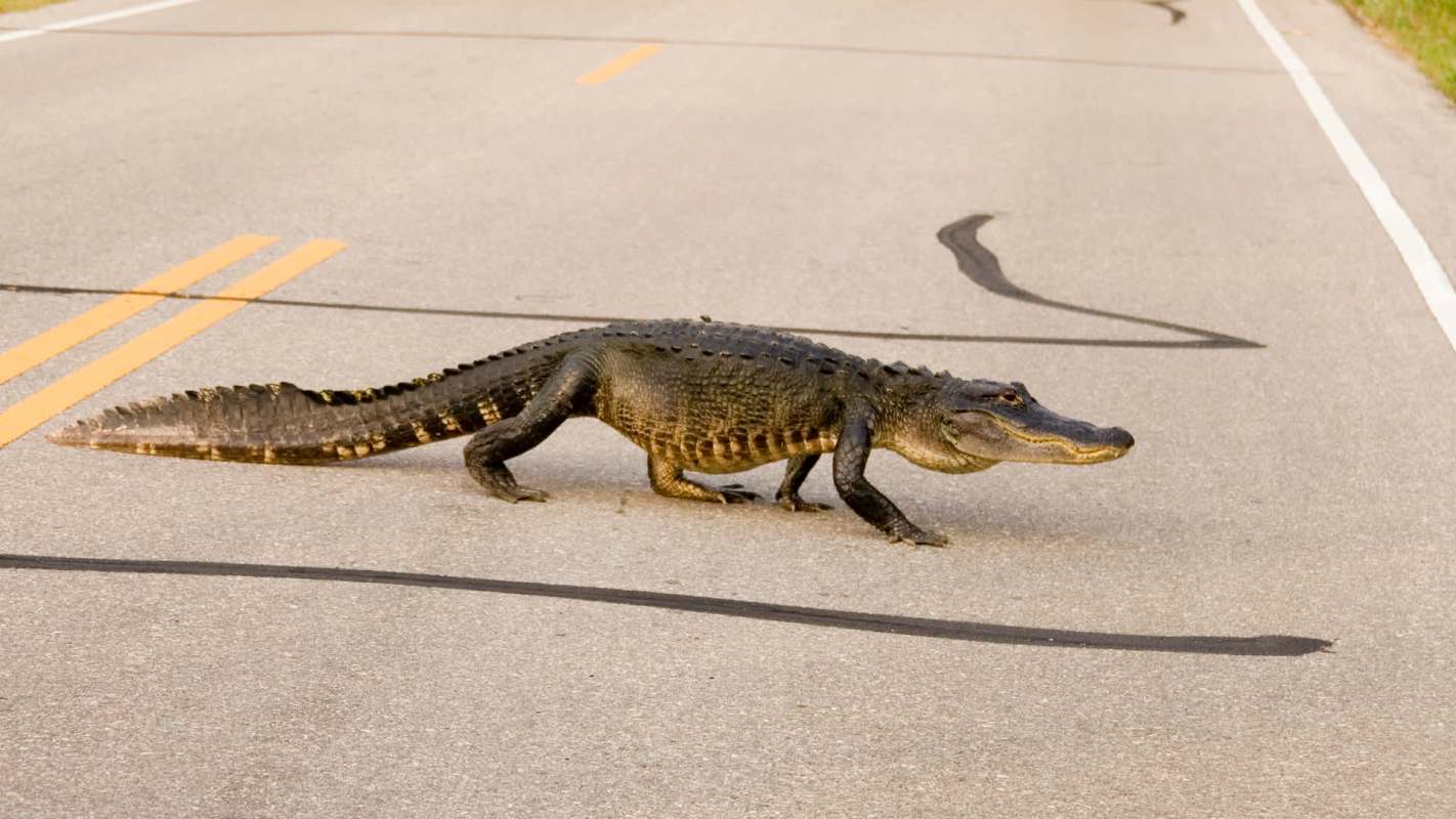 An alligator crossing a road marked with yellow lines.