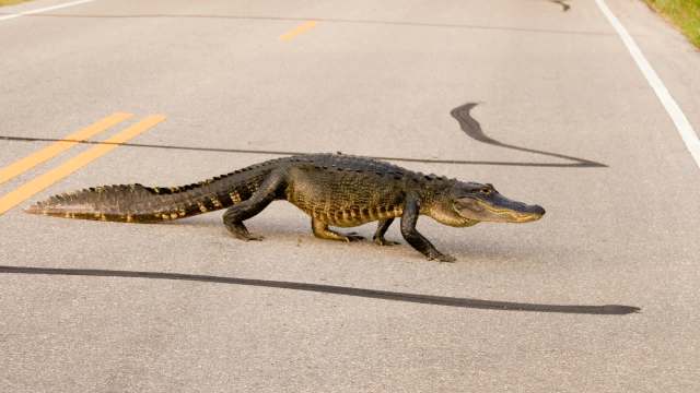 An alligator crossing a road marked with yellow lines.