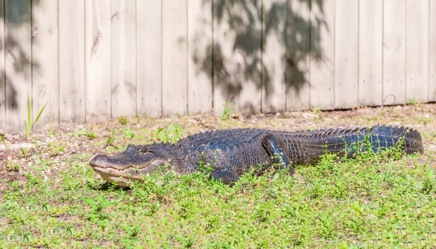 An alligator resting on the grass near a wooden fence.