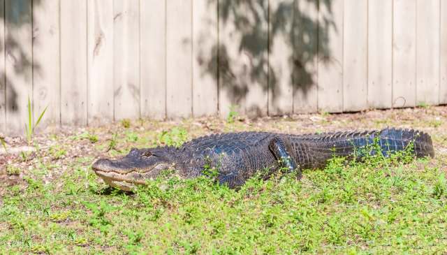 'This is a job for a trapper': Florida deputies thought backyard gator was 4 feet, turns out twice as big