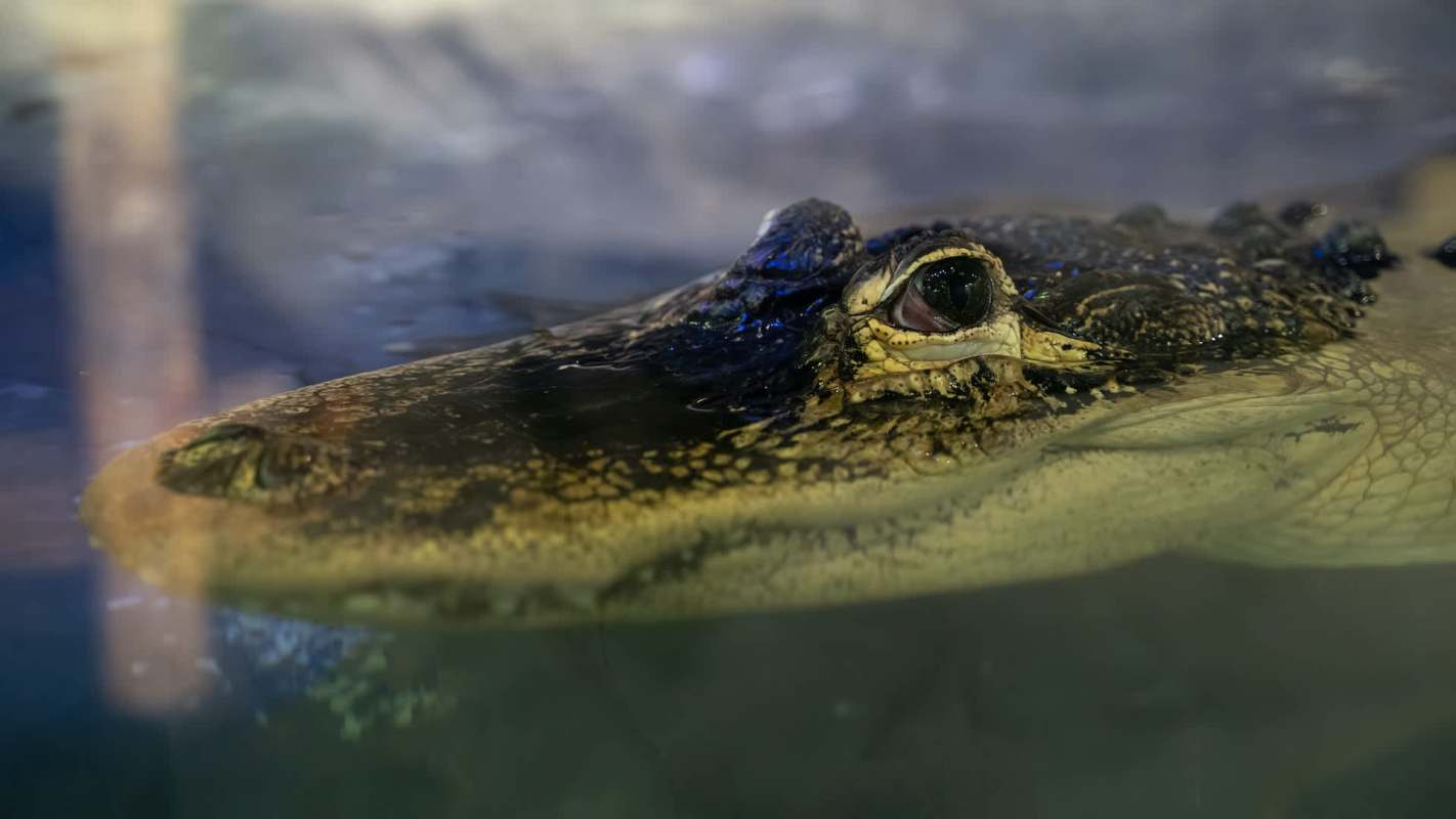 A crocodile's head partially submerged in water.