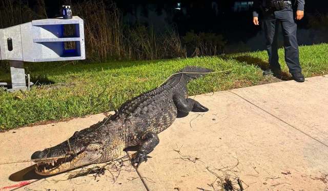 A large alligator lies on the pavement next to tall grass, with a person in police uniform nearby.