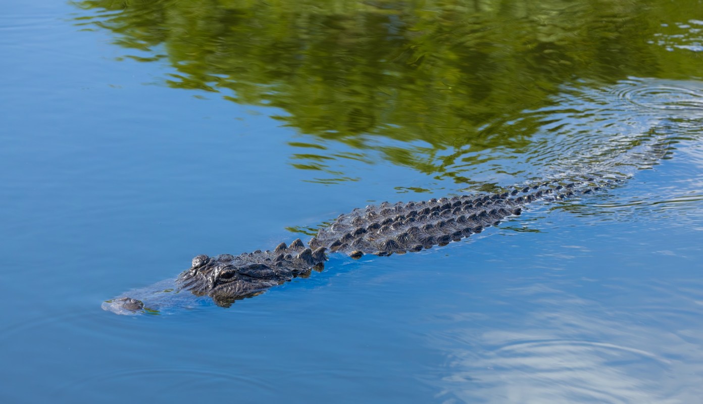 A crocodile swims in calm water with reflections of greenery.