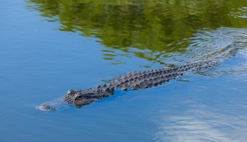 A crocodile swims in calm water with reflections of greenery.