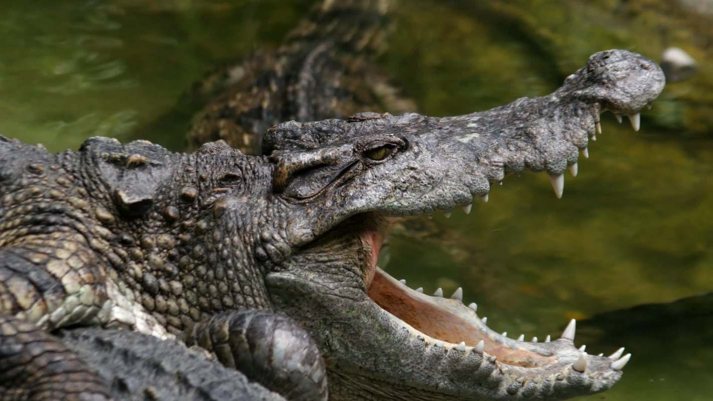 A crocodile with its mouth open, revealing sharp teeth and textured skin.