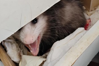 An opossum is visible in a box, surrounded by crumpled paper, with its mouth open.