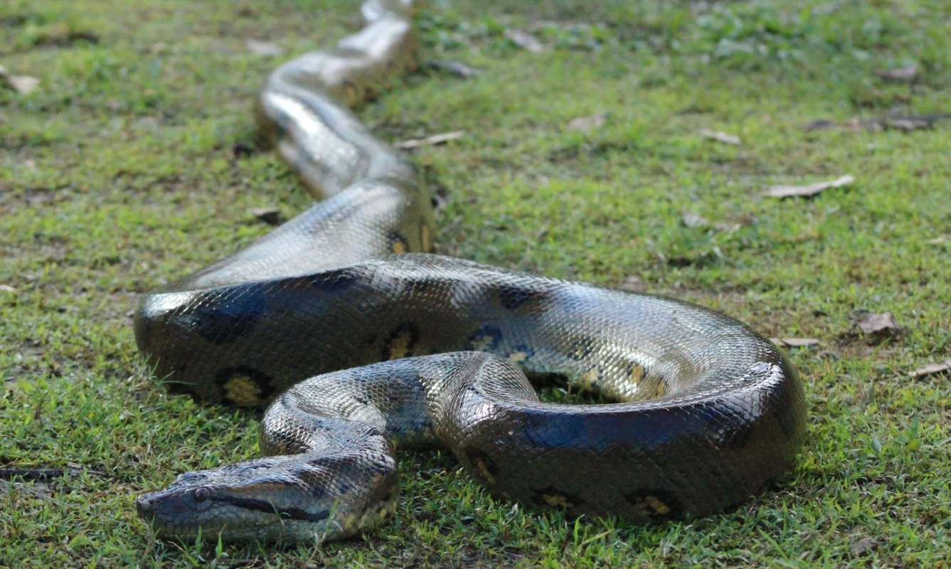 An anaconda on green grass.