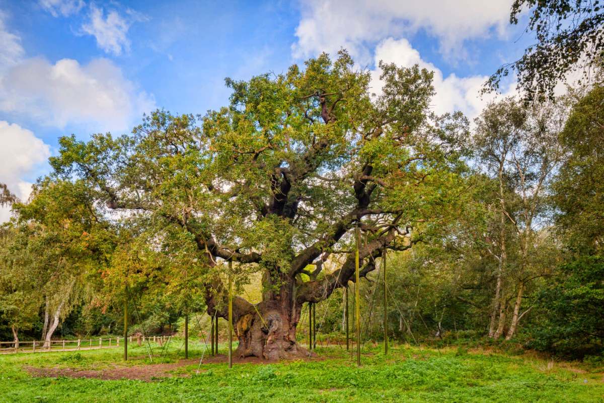 The Major oak in England.