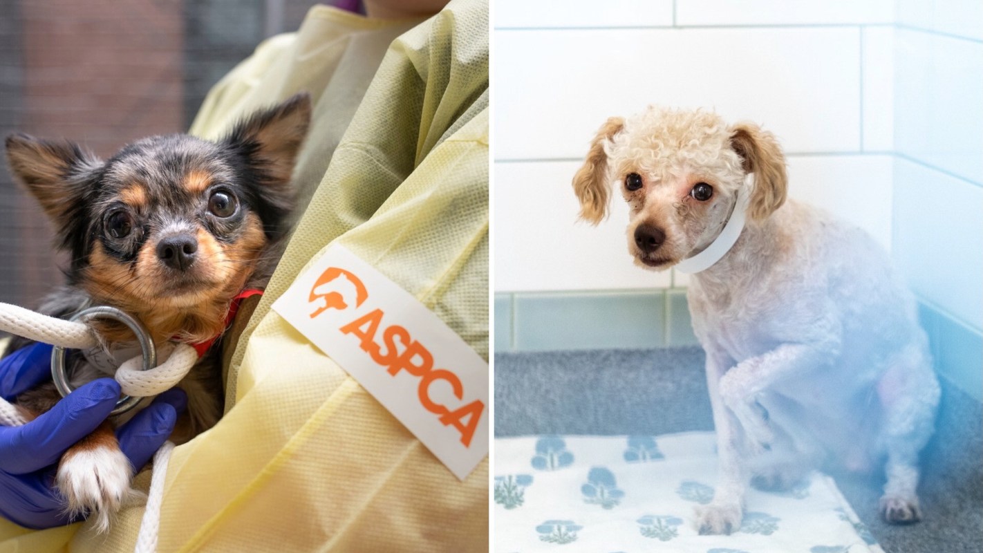 Two dogs, one being held in a person's arms and the other sitting on a mat in a bathroom.