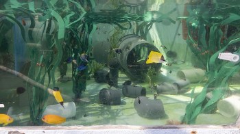 A variety of colorful fish swimming among aquatic plants and pipes in a tank.