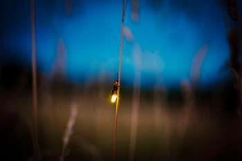 A firefly perched on a blade of grass glowing in the dark.