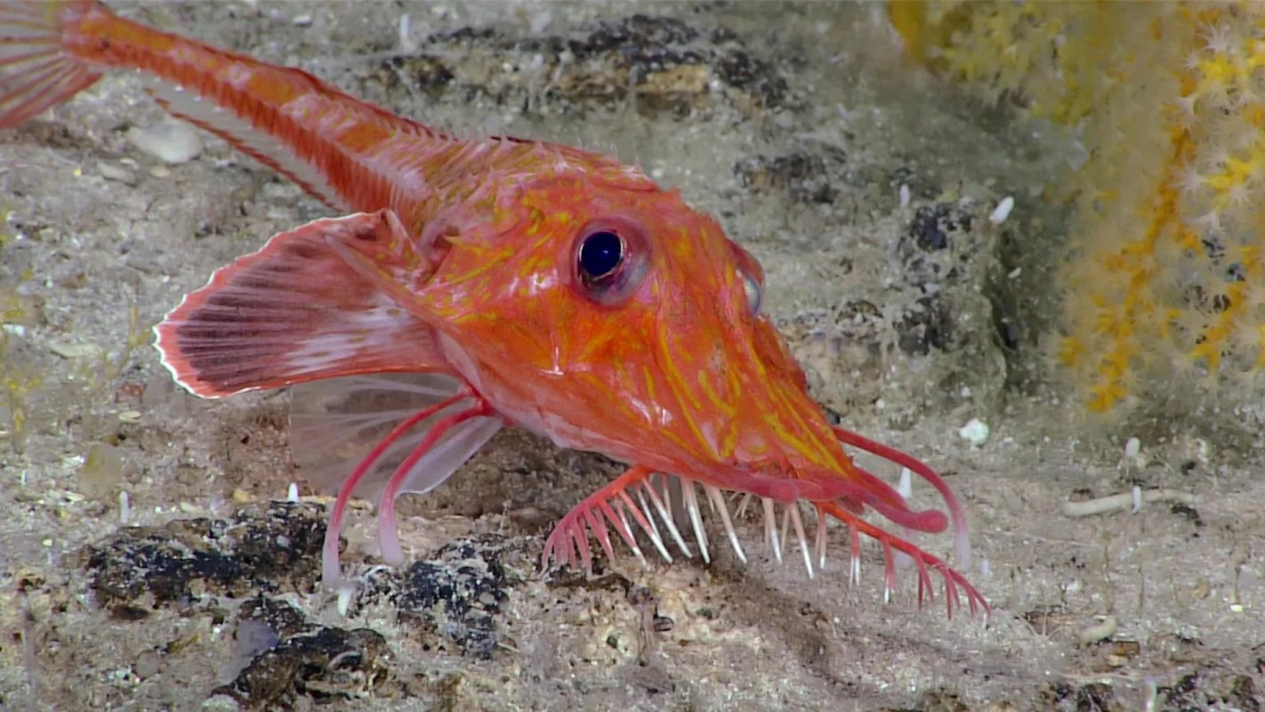 An orange fish with long, thin fins and protruding whiskers on the ocean floor.