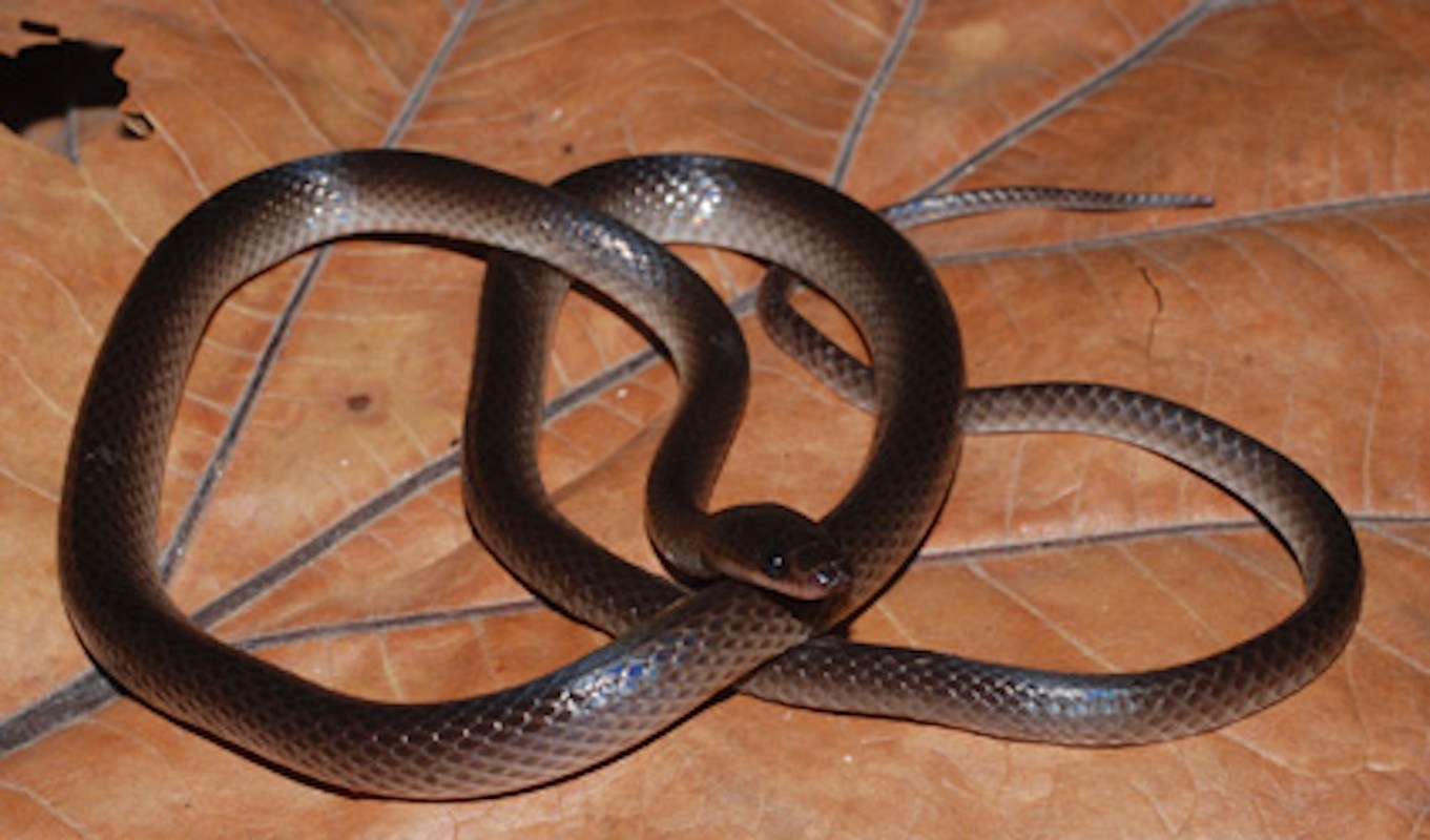 A brown snake coiled on a large, dry leaf.
