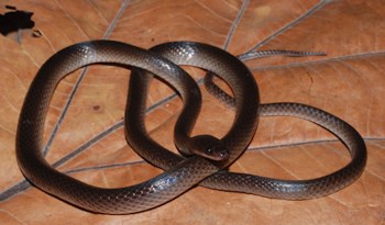A brown snake coiled on a large, dry leaf.