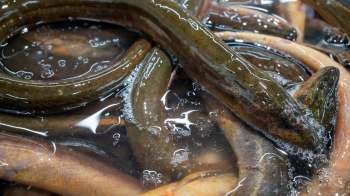 Eels are submerged in water, intertwined and surrounded by bubbles.