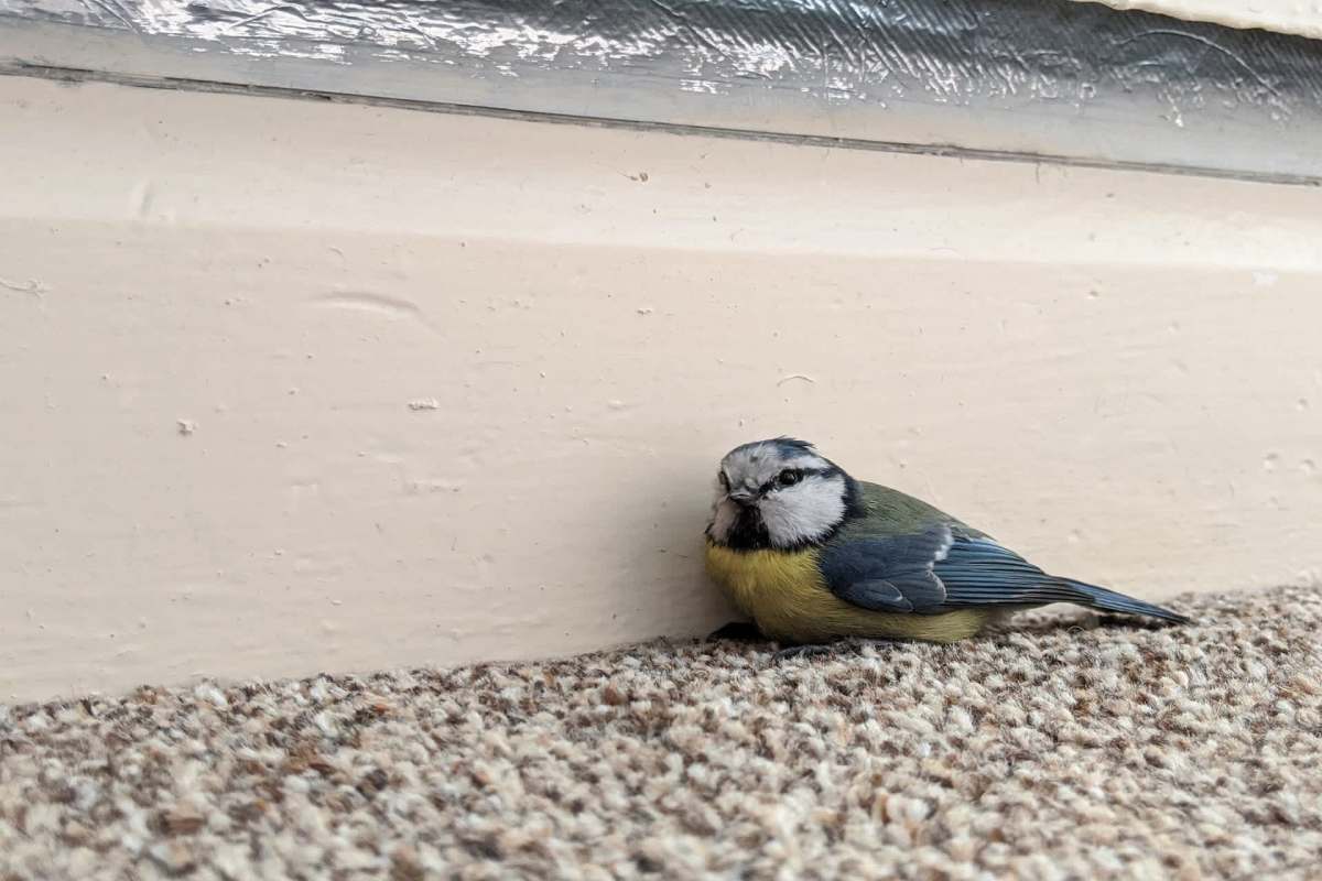 A small bird resting on a carpet near a wall.